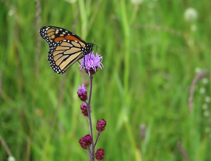 Monarch butterfly on a small light purple flower of rough blazingstar